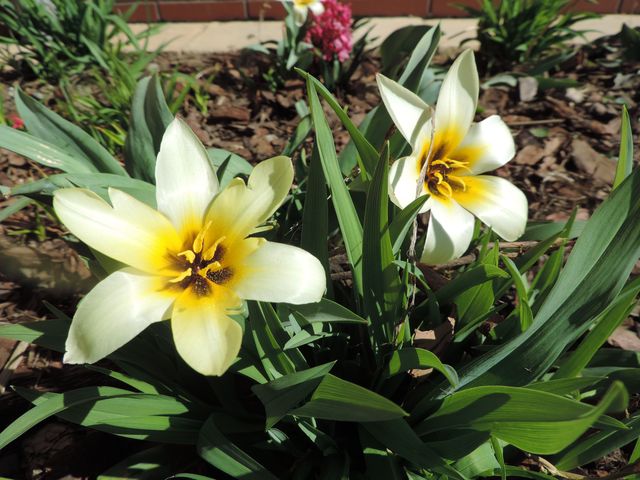 W ogrodzie zakwitły już Tulipany