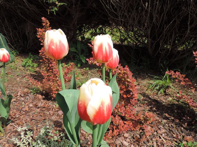 Te tulipany w narodowych kolorach