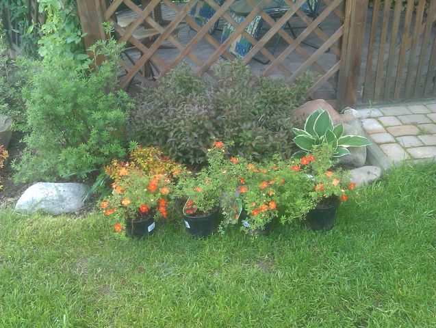 Nowe roślinki w ogrodzie
