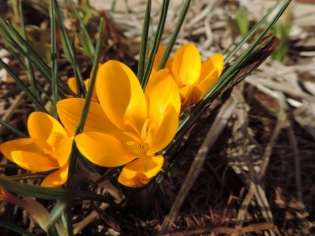 Wiosenne krokusy kwitną w ogrodzie