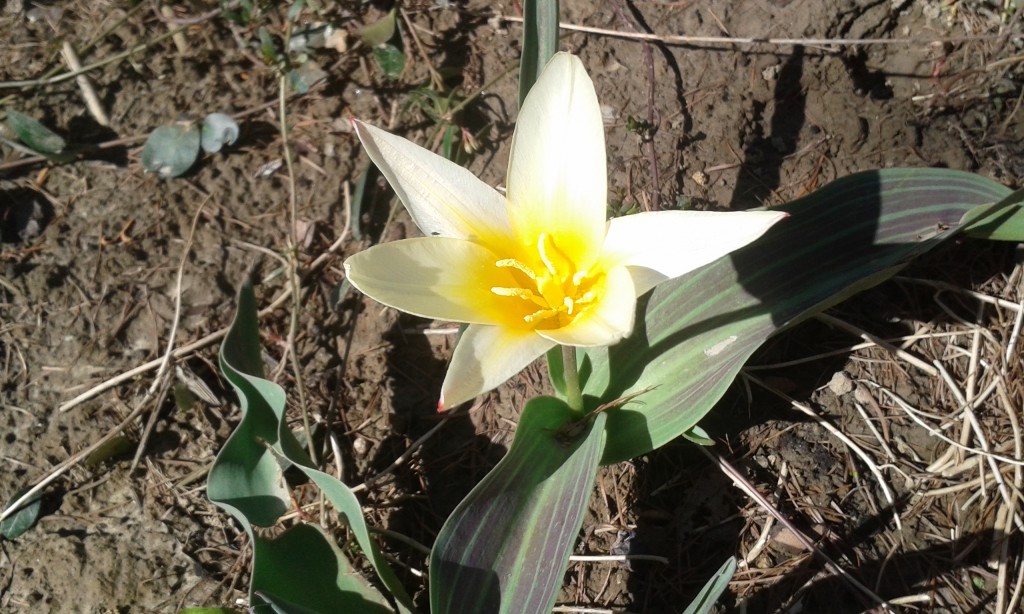 Tulipany pięknie kwitną