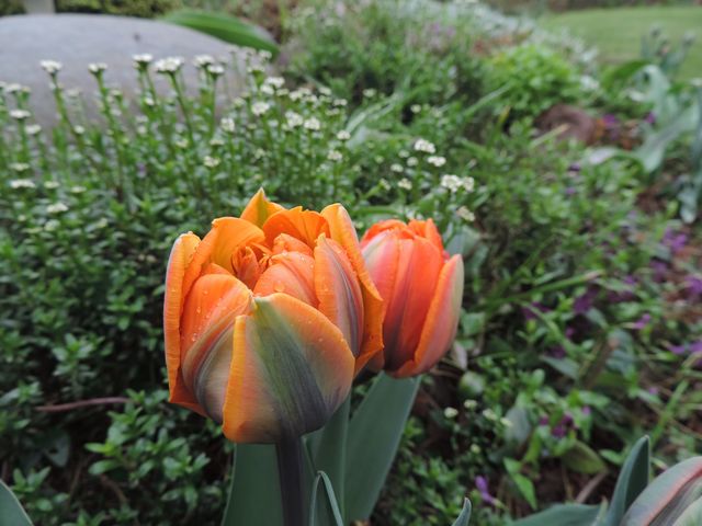Kwitną tulipany
