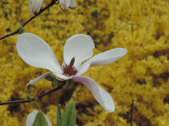 Kwitną magnolie i forsycje