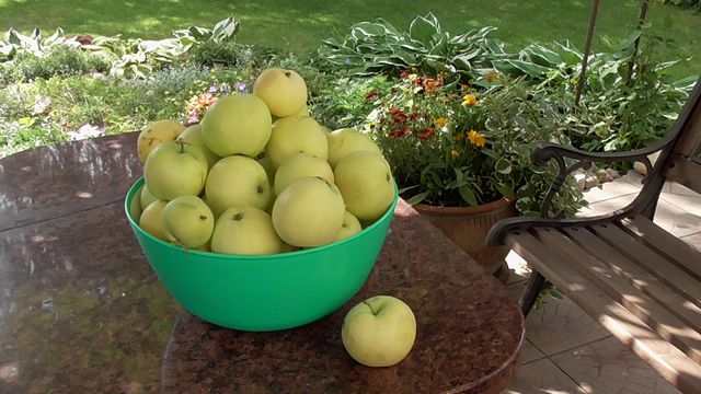 Zbiór jabłek