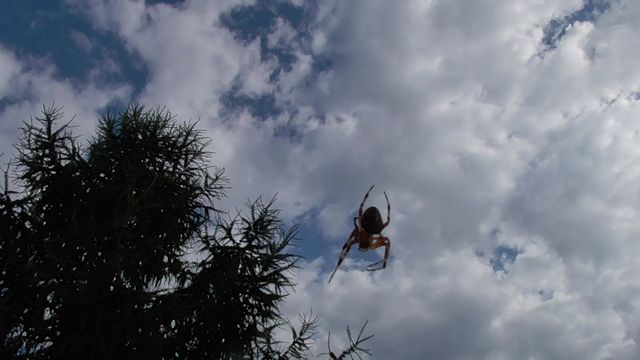 pająk w ogrodzie