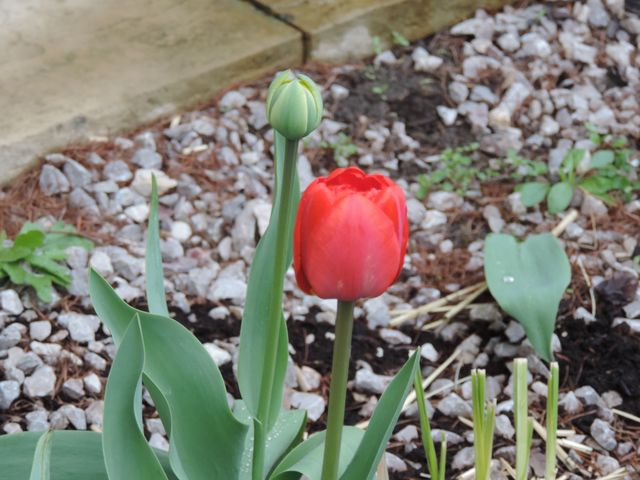 Tulipany przetrwały mrozy