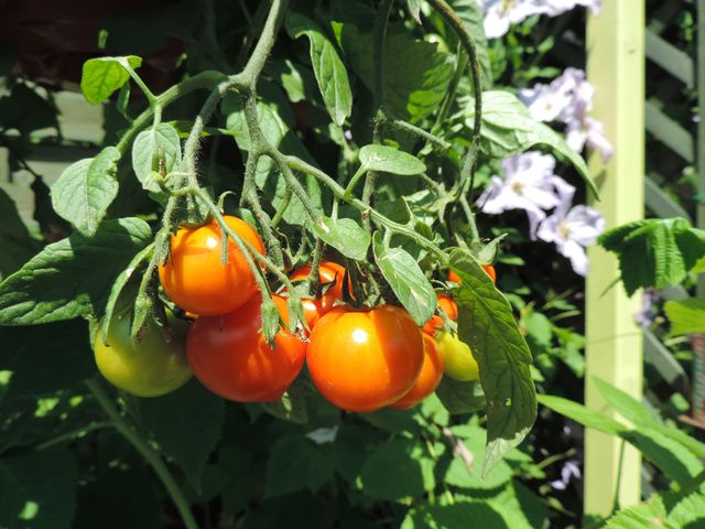 Swoje pomidory w ogrodzie