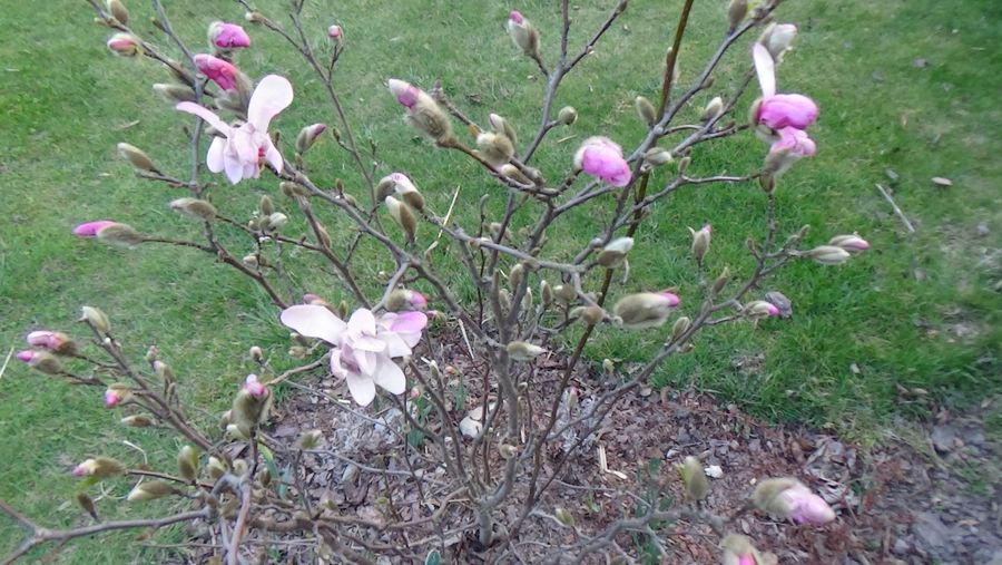 Magnolia zaczyna kwitnąć
