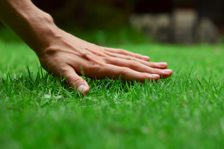 Czy każdy trawnik potrzebuje wertykulacji?