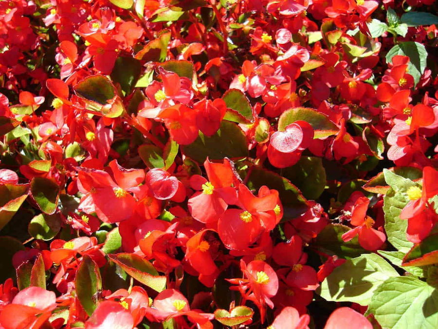 Begonie - idealne kwiaty na taras lub balkon