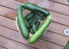 Ogródek warzywny – Pierwsze ogórki i cukinie