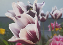 Jak wybierać cebulki tulipanów?