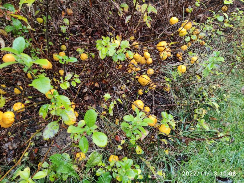 Pigwa - krzew z owocami