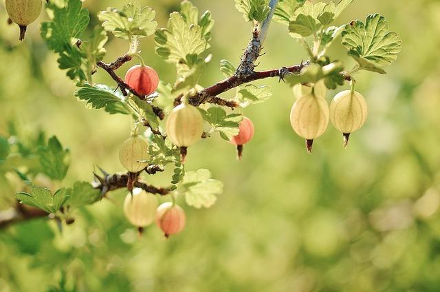 Jakie krzewy owocowe zasadzić w ogrodzie w sezonie 2023 roku?