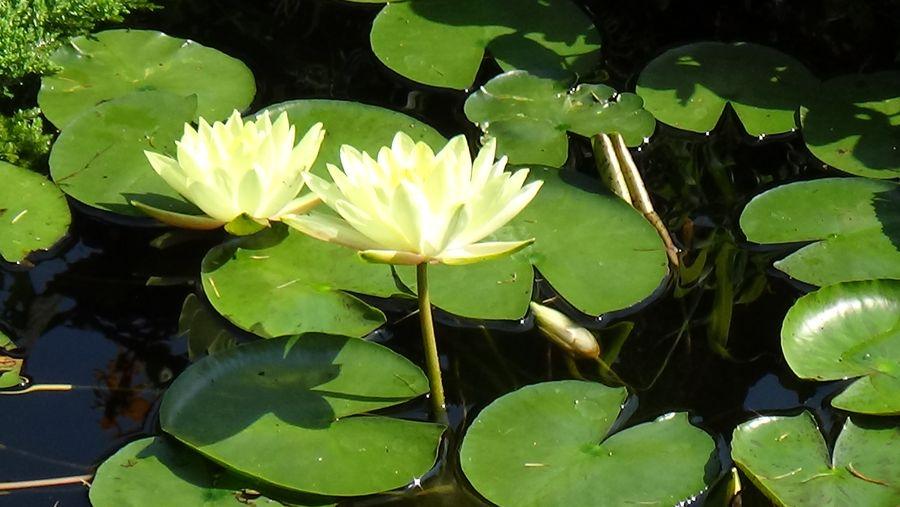 Lilie wodne: Urok i Piękno Ogrodowych Stawów