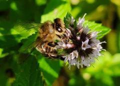Optymalizacja Twojego Ogrodu dla Brzęczenia: Jak Przyciągnąć Pszczoły w Ogrodzie
