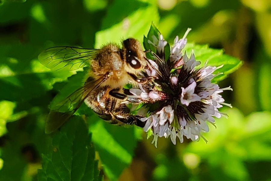 Optymalizacja Twojego Ogrodu dla Brzęczenia: Jak Przyciągnąć Pszczoły w Ogrodzie