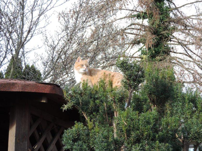 Pusia mimo 18 lat bada co jest na dachu altanki ogrodowej