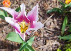 Piękno Tulipanów: Jak Sadzić i Pielęgnować Te Kwiaty W Ogrodzie