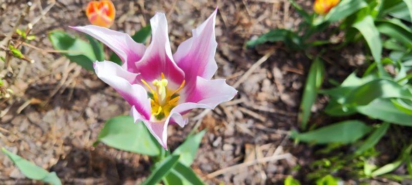 Piękno Tulipanów: Jak Sadzić i Pielęgnować Te Kwiaty W Ogrodzie