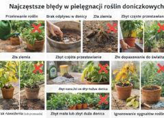 Najczęstsze błędy w pielęgnacji roślin doniczkowych – sprawdź, czy je popełniasz